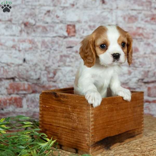 Handsome, Cavalier King Charles Spaniel Puppy